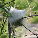 Forest Tent Caterpillar (nest)