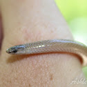 Flathead Snake