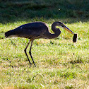 Great Blue Heron