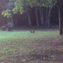 Capivara