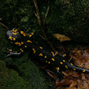 Fire salamander