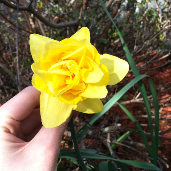 RoseDaffodil Hybrid Project Noah