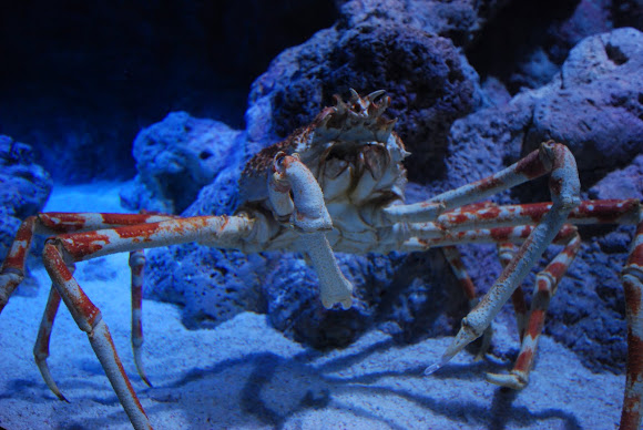japanese spider crab | Project Noah