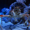 japanese spider crab