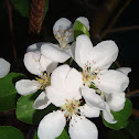 Apple Tree