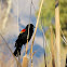 Red-winged Blackbird