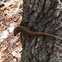 Broadheaded skink