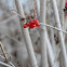 Highbush Cranberry