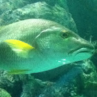Schoolmaster snapper