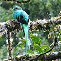 quetzal