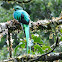 quetzal