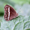 White Bar BushBrown
