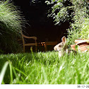 Eastern Cottontail