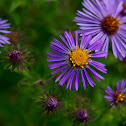 New England Aster
