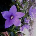 Platycodon grandiflorus 