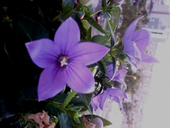 Spotting Image 1