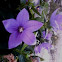 Platycodon grandiflorus 