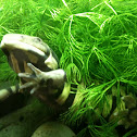 Western Tiger Salamander