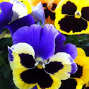 Pansy