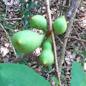 Common Pawpaw