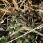 Praying mantid