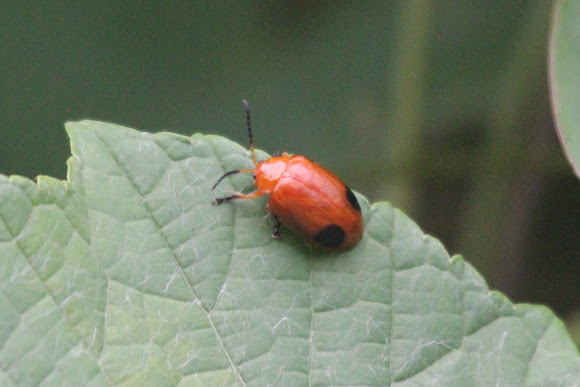 Spotting Image 1
