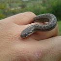 culebra chilena