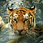 Siberian tiger