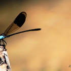 Euphaea impar