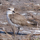 Kentish Plover; Chorlitejo Patinegro