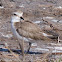 Kentish Plover; Chorlitejo Patinegro