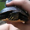Eastern Painted Turtle