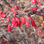 Japanese Barberry