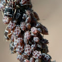 melon aphids