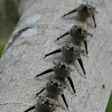 Proboscis Bat