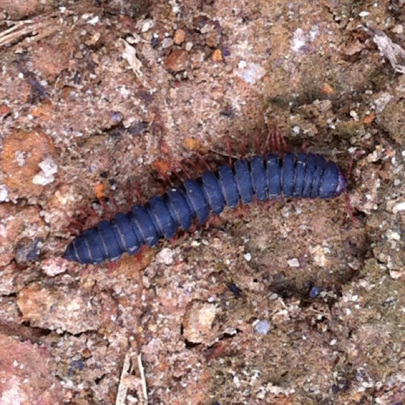 Spotting Image 1