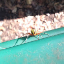 Marbled Orb Weaver Spider