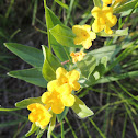 Hoary Puccoon