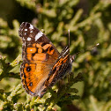 American Painted Lady, Hunter's butterfly