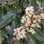 Cherry Laurel