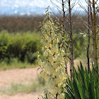 Yucca