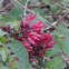 Red cestrum