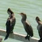 Double-Crested Cormorant