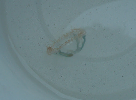 Spotting Image 1