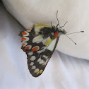 Red Spotted Jezabel