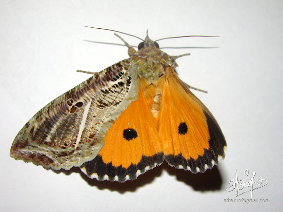 Spotting Image 1