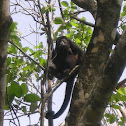 Howler Monkey