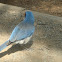 Mexican Jay