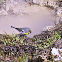 Yellow-rumped Warbler