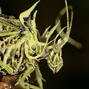 Lichen katydid